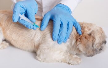Welche Impfungen braucht ein Hund wirklich