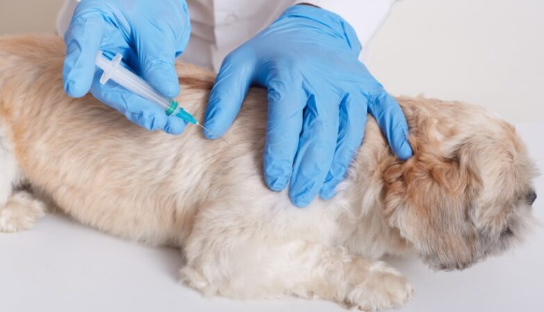 Welche Impfungen braucht ein Hund wirklich