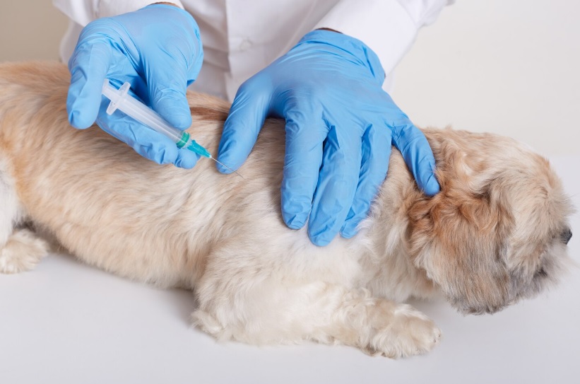Welche Impfungen braucht ein Hund wirklich? Zwischen Grundschutz, Auffrischung und individuellem Risiko